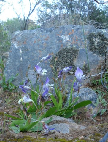 Sparaxis roxburghii